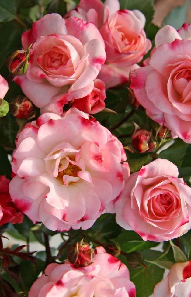 Роза Розенштадт Фрайзинг