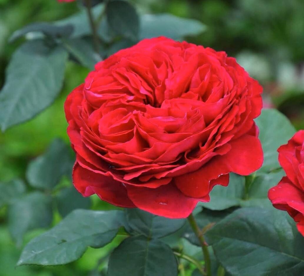 Роза Бенджамин Бриттен