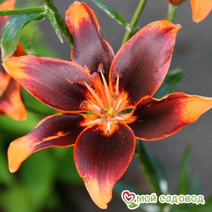Лилия азиатская Форевер Сьюзан