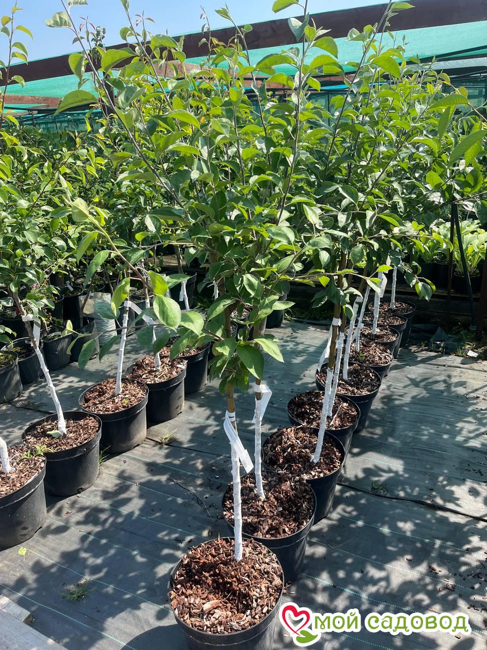 Яблоня Эверест